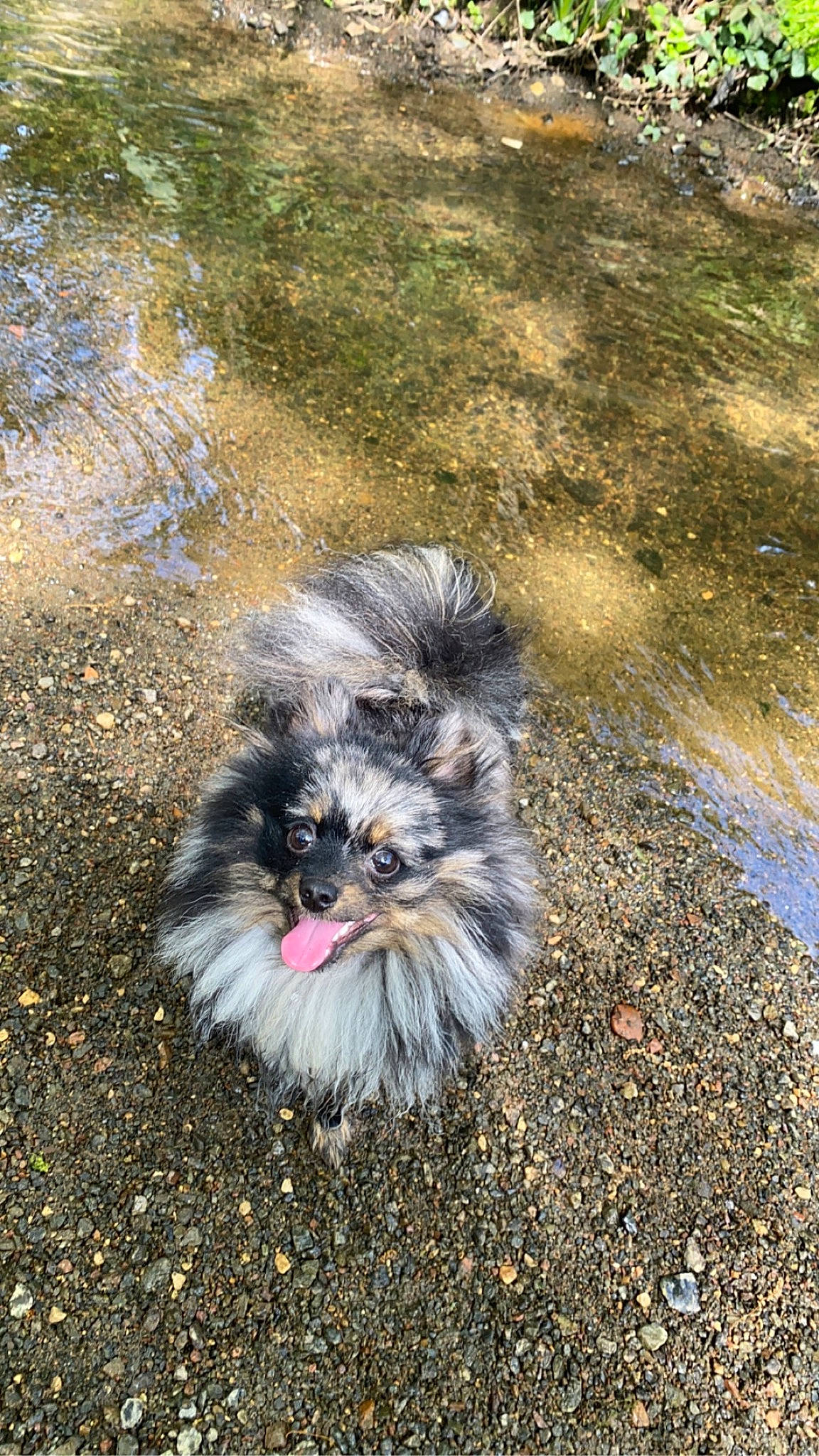 Maïko a rejoint le concours — aidez-le/la à gagner de superbes lots ! asphalt, bird, carnivore, companion_dog, dog, dog_breed, eye, fawn, felidae, fur, grass, plant, road_surface, snout, soil, sporting_group, terrestrial_animal, toy_dog, whiskers, wildlife