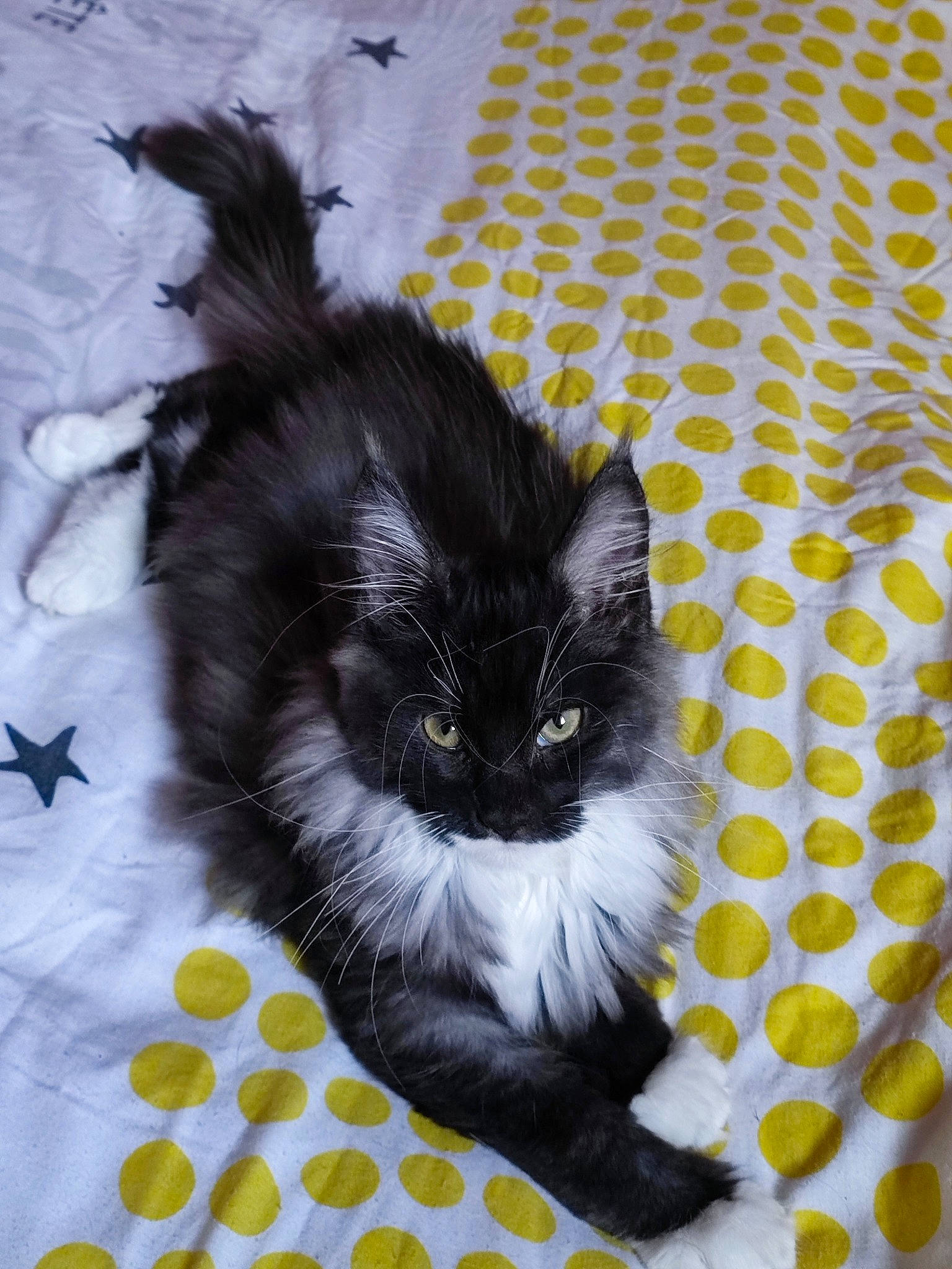 Thor participe au concours pour gagner de l'argent avec cette photo : black_cat, carnivore, cat, claw, comfort, domestic_short_haired_cat, felidae, flooring, foot, fur, linens, pattern, paw, small_to_medium_sized_cats, snout, tail, terrestrial_animal, whiskers