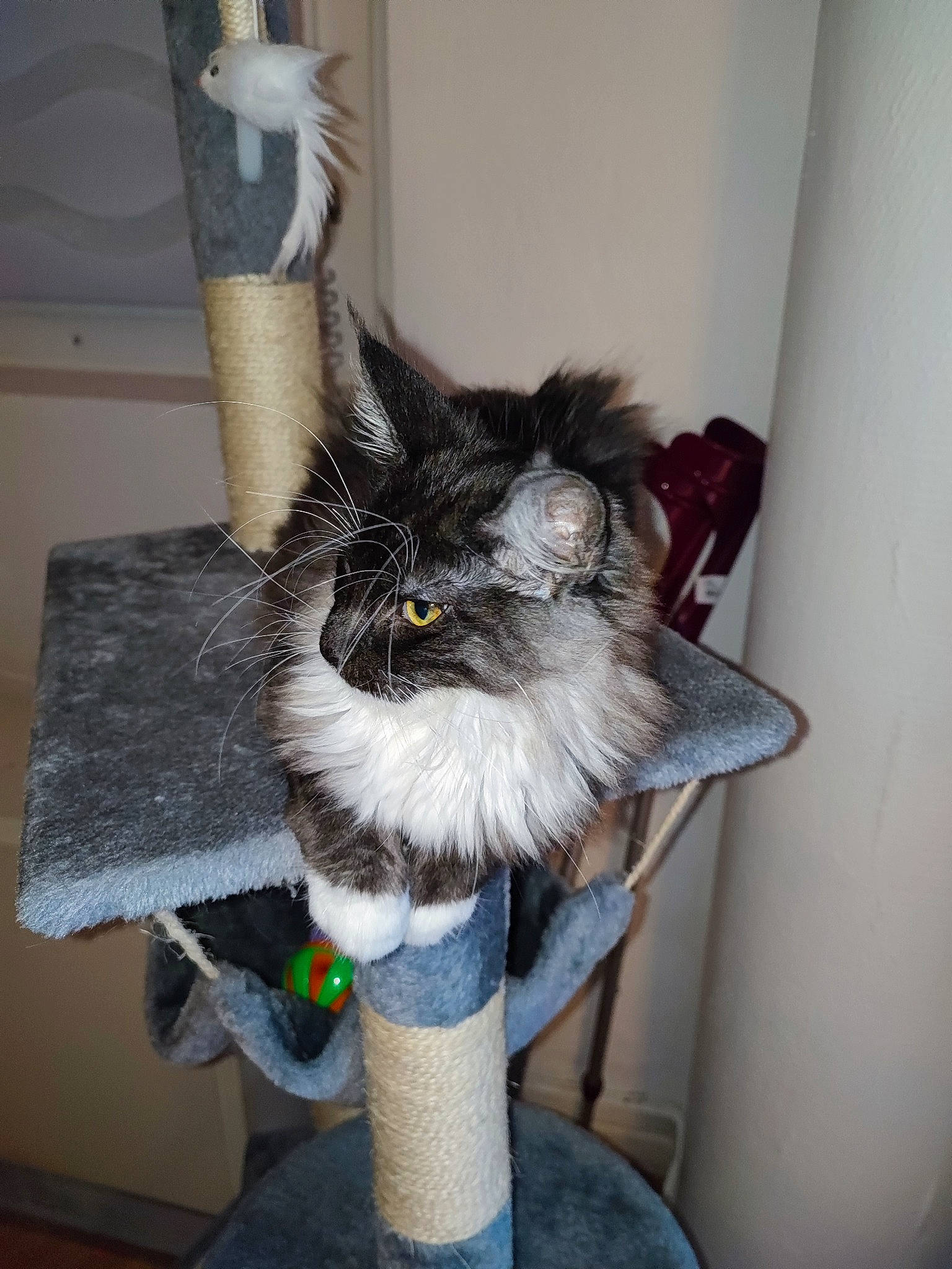 Thor a rejoint le concours — aidez-le/la à gagner de superbes lots ! bag, black_cat, box, canidae, carnivore, cat, cat_bed, chair, claw, curtain, domestic_short_haired_cat, fashion_accessory, felidae, fur, grey, porch, small_to_medium_sized_cats, snout, tail, whiskers