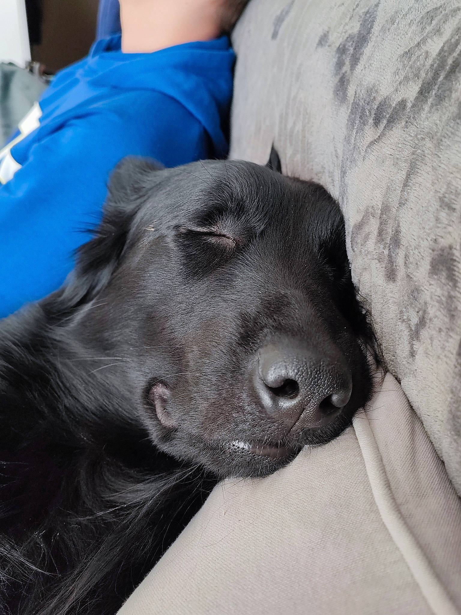 Olblack participe au concours pour gagner de l'argent avec cette photo : borador, canidae, carnivore, comfort, companion_dog, dog, dog_breed, electric_blue, fur, grey, guard_dog, gun_dog, liver, mammal, retriever, snout, sporting_group, terrestrial_animal, whiskers, working_animal