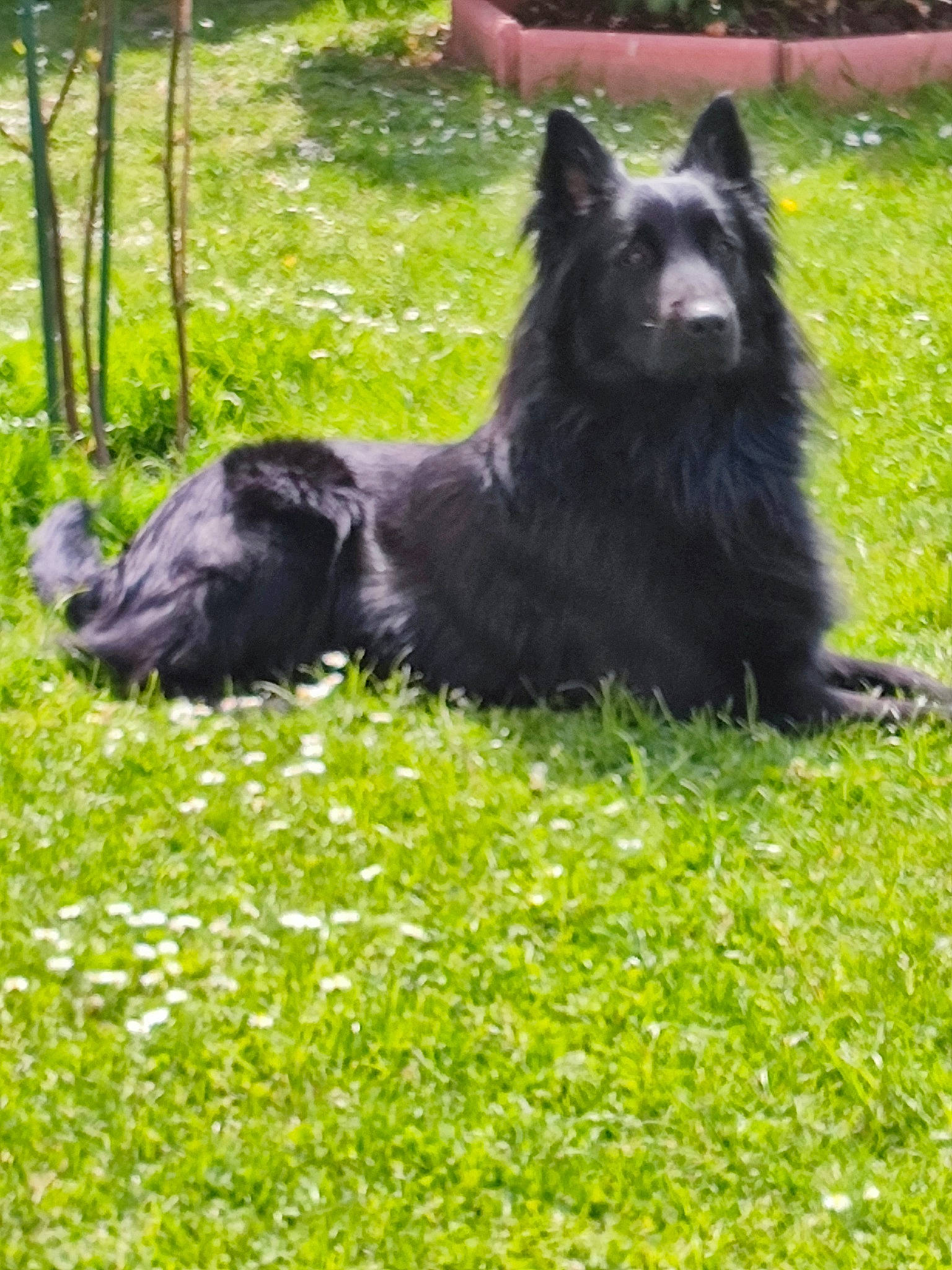 Olblack a rejoint le concours — aidez-le/la à gagner de superbes lots ! canidae, carnivore, companion_dog, dog, dog_breed, german_spitz_klein, german_spitz_mittel, giant_dog_breed, grass, grassland, herding_dog, non_sporting_group, plant, spitz, sporting_group, tail, terrestrial_animal, working_animal, working_dog