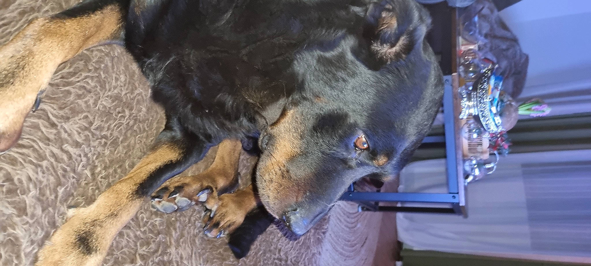 Texas a rejoint le concours — aidez-le/la à gagner de superbes lots ! beak, carnivore, claw, dog_breed, fur, guard_dog, natural_material, snout, sporting_group, tail, terrestrial_animal, whiskers, wildlife, working_animal