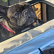 Oscar participe au concours pour gagner de l'argent avec cette photo : animal, beige, brindle, canine, close_up, daylight, dog, ears, french_bulldog, fur, leash, looking, mesh, outdoor, pet, pet_carrier, portrait, resting, snout, zipper
