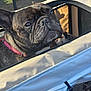 animal, beige, brindle, canine, close_up, daylight, dog, ears, french_bulldog, fur, leash, looking, mesh, outdoor, pet, pet_carrier, portrait, resting, snout, zipper