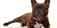 Oscar participe au concours pour gagner de l'argent avec cette photo : animal, bow_tie, brindle, companion, cute, dog, domestic_animal, ears, face, french_bulldog, friendly, lying_down, mammal, paw, pet, playful, portrait, smiling, studio, white_background