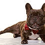 animal, bow_tie, brindle, companion, cute, dog, domestic_animal, ears, face, french_bulldog, friendly, lying_down, mammal, paw, pet, playful, portrait, smiling, studio, white_background