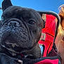 Oscar a rejoint le concours — aidez-le/la à gagner de superbes lots ! animal, black_dog, blonde_hair, blue_sky, canine, close_up, daytime, dog, ears, face, french_bulldog, glasses, outdoor, paw, person_partial, pet, pet_care, red_stroller, stroller, sunlight
