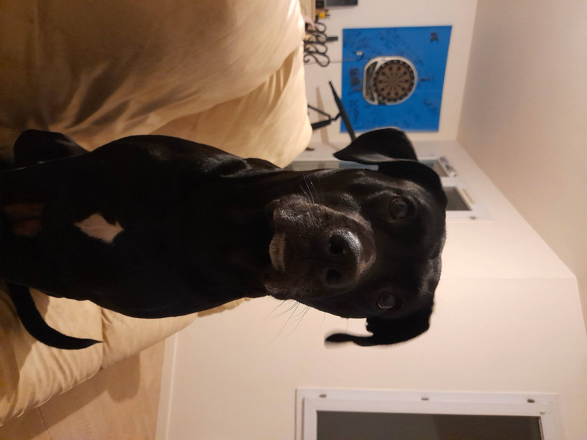 Ivory participe au concours pour gagner de l'argent avec cette photo : art, canidae, carnivore, companion_dog, dog, dog_breed, fawn, fur, guard_dog, jaw, non_sporting_group, personal_protective_equipment, room, sculpture, snout, sporting_group, statue, tail, terrestrial_animal, working_animal