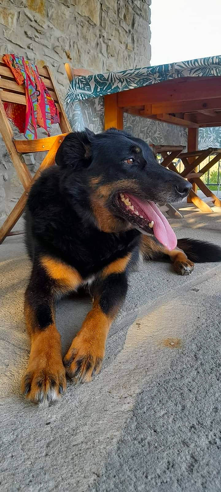 Balthazar participe au concours pour gagner de l'argent avec cette photo : biting, canidae, carnivore, claw, collar, companion_dog, dog, dog_breed, fur, guard_dog, old_german_shepherd_dog, outdoor_furniture, paw, snout, sporting_group, street_dog, tail, terrestrial_animal, working_animal, working_dog