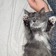 Shadow participe au concours pour gagner de l'argent avec cette photo : kitten, sleeping, gray, white, fur, paw, blanket, hand, cozy, resting, cute, pet, animal, feline, soft, relaxed, indoor, closeup, comfort, adorable