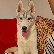Freya participe au concours pour gagner de l'argent avec cette photo : dog, puppy, husky, tongue_out, pet, indoor, couch, pillow, striped_clothing, red_pillow, patterned_pillow, sitting, cute, fur, ears, animal, companion, happy, young, domestic