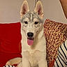 dog, puppy, husky, tongue_out, pet, indoor, couch, pillow, striped_clothing, red_pillow, patterned_pillow, sitting, cute, fur, ears, animal, companion, happy, young, domestic
