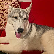 Freya a rejoint le concours — aidez-le/la à gagner de superbes lots ! black_and_white, blue_eyes, canine, couch, cushion, dog, fur, husky, indoor, lying_down, nose, perked_ears, pet, portrait, red_background, relaxed, siberian_husky, sitting, sofa, tongue_out