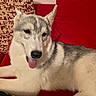 black_and_white, blue_eyes, canine, couch, cushion, dog, fur, husky, indoor, lying_down, nose, perked_ears, pet, portrait, red_background, relaxed, siberian_husky, sitting, sofa, tongue_out