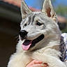 Freya participe au concours pour gagner de l'argent avec cette photo : animal, blue_eyes, dog, fluffy, gray_fur, held, human_hand, husky, marketplace_listing, open_mouth, outdoor, pet, pointed_ears, portrait, puppy, rooftop, siberian_husky, sky, tongue, white_fur