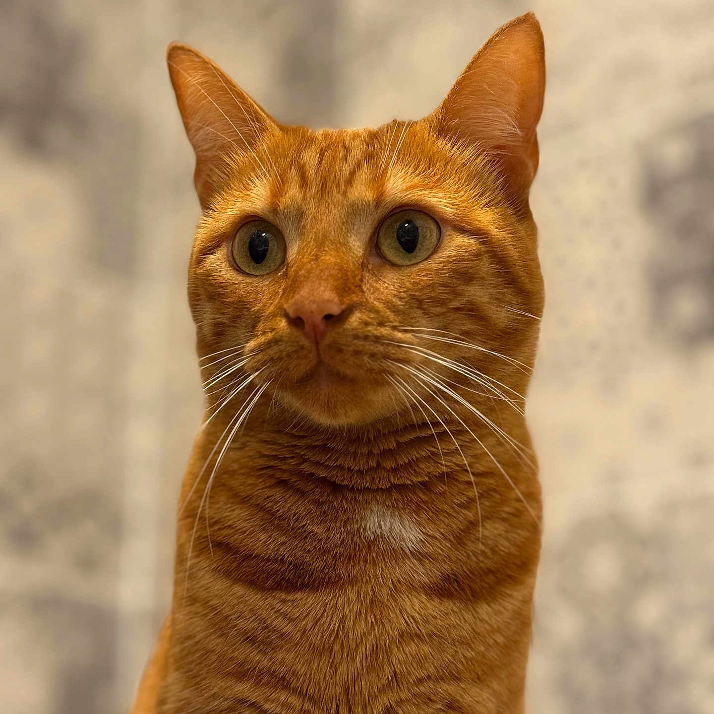 Nala participe au concours pour gagner de l'argent avec cette photo : animal, cat, close_up, curious, cute, detailed, domestic_cat, ears, eyes, face, feline, focus, fur, indoor, mammal, orange_tabby, pet, portrait, soft_background, whiskers