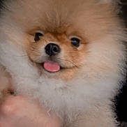 Bape is registered to the contest to win money with this photo: adorable, animal, close_up, companion, cute, dog, domestic_animal, face, fluffy, friendly, fur, hand_holding, indoor, mammal, pet, pomeranian, portrait, puppy, small_dog, tongue_out