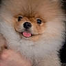 adorable, animal, close_up, companion, cute, dog, domestic_animal, face, fluffy, friendly, fur, hand_holding, indoor, mammal, pet, pomeranian, portrait, puppy, small_dog, tongue_out