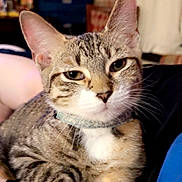 Kitty is registered to the contest to win money with this photo: animal, cat, close_up, collar, comfort, cute, domestic_cat, feline, fur, indoor, lap, mammal, paws, person, pet, relaxed, striped, tabby_cat, whiskers, white_paws