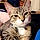 Kitty