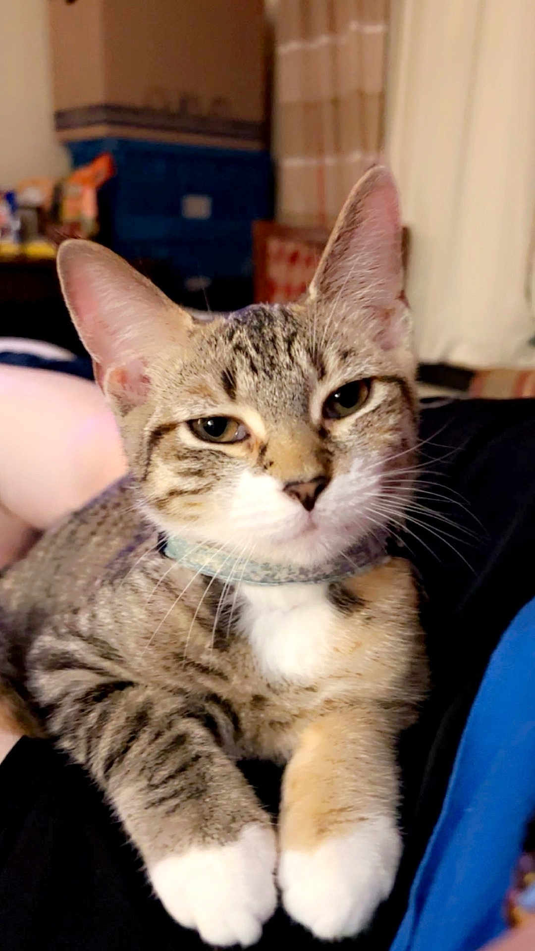 Kitty