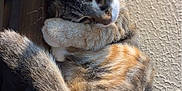 Kitty joined the competition — help win amazing prizes! animal, cat, closeup, cozy, curled_up, cute, ear, fabric, feline, fur, indoor, paw, pet, relaxed, resting, sleeping, soft_texture, tail, wall, whiskers