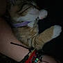 animal, arm, beaded_bracelets, bracelets, cat, close_up, collar, colorful, cozy, cute, domestic_cat, feline, fur, low_light, orange_tabby, paw, pet, purple_collar, resting, sleeping