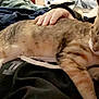 Kitty is registered to the contest to win money with this photo: animal, bed, blanket, casual, cat, closeup, comfort, cozy, fur, hand, human, indoor, intimacy, nap, person, pet, relaxation, resting, sleeping, tabby_cat