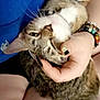 Kitty is registered to the contest to win money with this photo: animal, blue_shirt, bracelets, casual, cat, close_up, comfort, companionship, domestic_animal, feline, hand, indoor, legs, nail_polish, person, pet, relaxation, resting, tabby_cat, whiskers