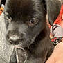 Bella joined the competition — help win amazing prizes! animal, black, blurred, close_up, couch, curious, cute, dog, face, fur, gray, hand, indoor, paws, person, pet, puppy, sitting, white_paws, young