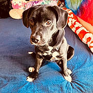 Bella joined the competition — help win amazing prizes! animal, black_dog, blue_blanket, collar, colorful, cozy, cute, dog, face, fur, indoor, looking, paw, pet, puppy, sitting, stuffed_animals, teddy_bear, tie_dye, young_dog