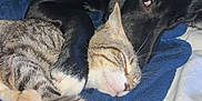 Bella is registered to the contest to win money with this photo: animal, black_dog, blanket, cat, companion, cozy, cuddling, cute, dog, domestic, friendship, fur, indoor, paw, pet, relaxation, resting, sleeping, snuggle, tabby_cat