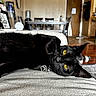 animal, black_cat, cat, chair, close_up, collar, couch, door, fur, furniture, indoor, interior, laying_down, living_room, paw_charm, pet, relaxed, table, whiskers, yellow_eyes