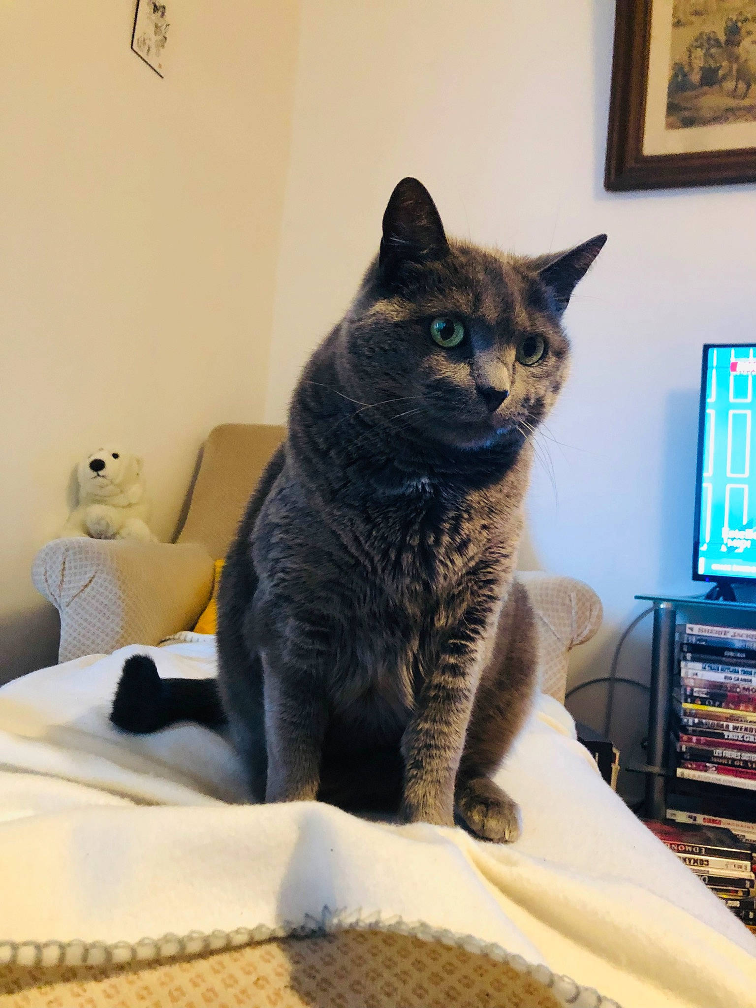 Mistigri participe au concours pour gagner de l'argent avec cette photo : black_cat, bookcase, carnivore, cat, cat_furniture, cat_supply, comfort, computer_monitor, domestic_short_haired_cat, felidae, fur, grey, living_room, picture_frame, room, shelf, small_to_medium_sized_cats, tail, whiskers, window