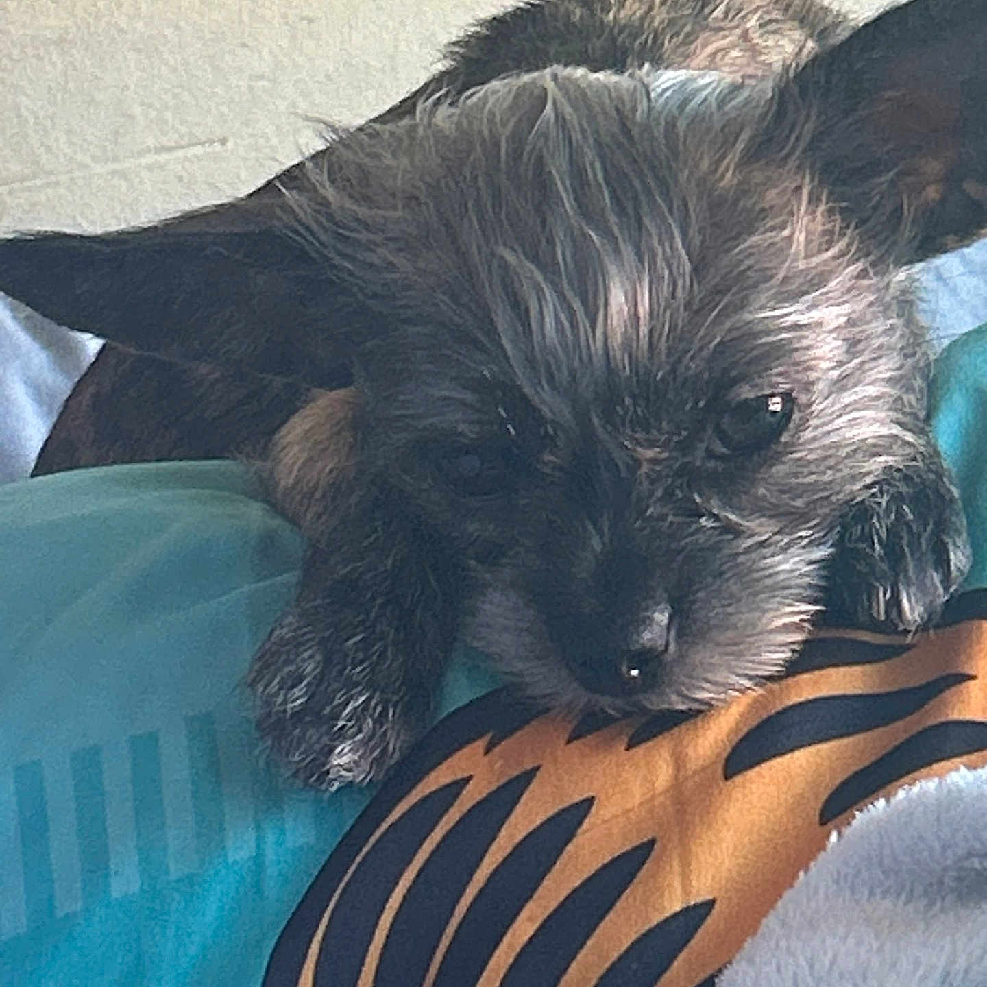 Diamond is registered to the contest to win money with this photo: animal, black, brown, closeup, cozy, cute, dog, ears, fur, indoor, pattern, pet, pillow, puppy, relaxing, resting, sleepy, snout, soft, whiskers