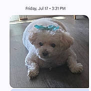 Daisy is registered to the contest to win money with this photo: animal, bow, chat, companion, conversation, cute, dog, emoji, floor, fluffy, indoor, lying_down, message, pet, screen, small_dog, smartphone, text_message, white_dog, wooden_floor