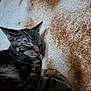 animal, blanket, cat, close_up, companion, cozy, cute, domestic_animal, feline, fur, indoor, mammal, peaceful, pet, relaxation, resting, sleeping, soft_texture, tabby_cat, whiskers