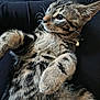 Midnight joined the competition — help win amazing prizes! animal, bell, cat, close_up, collar, curious, cute, domestic_cat, feline, fur, indoor, kitten, laying_down, looking_away, pet, relaxing, soft_texture, tabby, whiskers, young