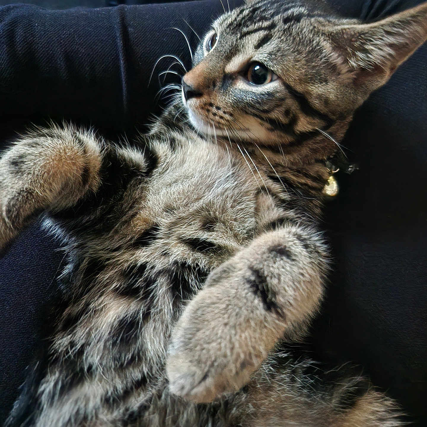 Midnight joined the competition — help win amazing prizes! animal, bell, cat, close_up, collar, curious, cute, domestic_cat, feline, fur, indoor, kitten, laying_down, looking_away, pet, relaxing, soft_texture, tabby, whiskers, young