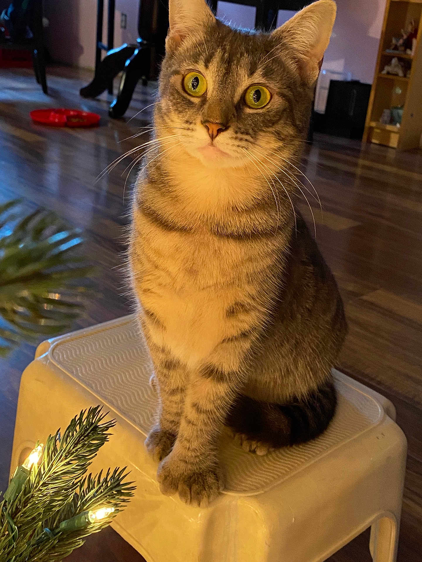 Tiny is registered to the contest to win money with this photo: tabby_cat, cat, yellow_eyes, stool, indoor, wooden_floor, furniture, plant, evergreen_branch, decorative_lights, pet, animal, whiskers, curious, sitting, closeup, domestic, warm_lighting, cozy, home