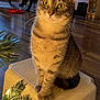 tabby_cat, cat, yellow_eyes, stool, indoor, wooden_floor, furniture, plant, evergreen_branch, decorative_lights, pet, animal, whiskers, curious, sitting, closeup, domestic, warm_lighting, cozy, home