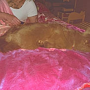 Chucky is registered to the contest to win money with this photo: accessories, animal, bed, bedroom, blanket, canine, couch, dog, face, furniture, head, indoors, jewelry, necklace, person, pet, puppy, quilt, room, velvet