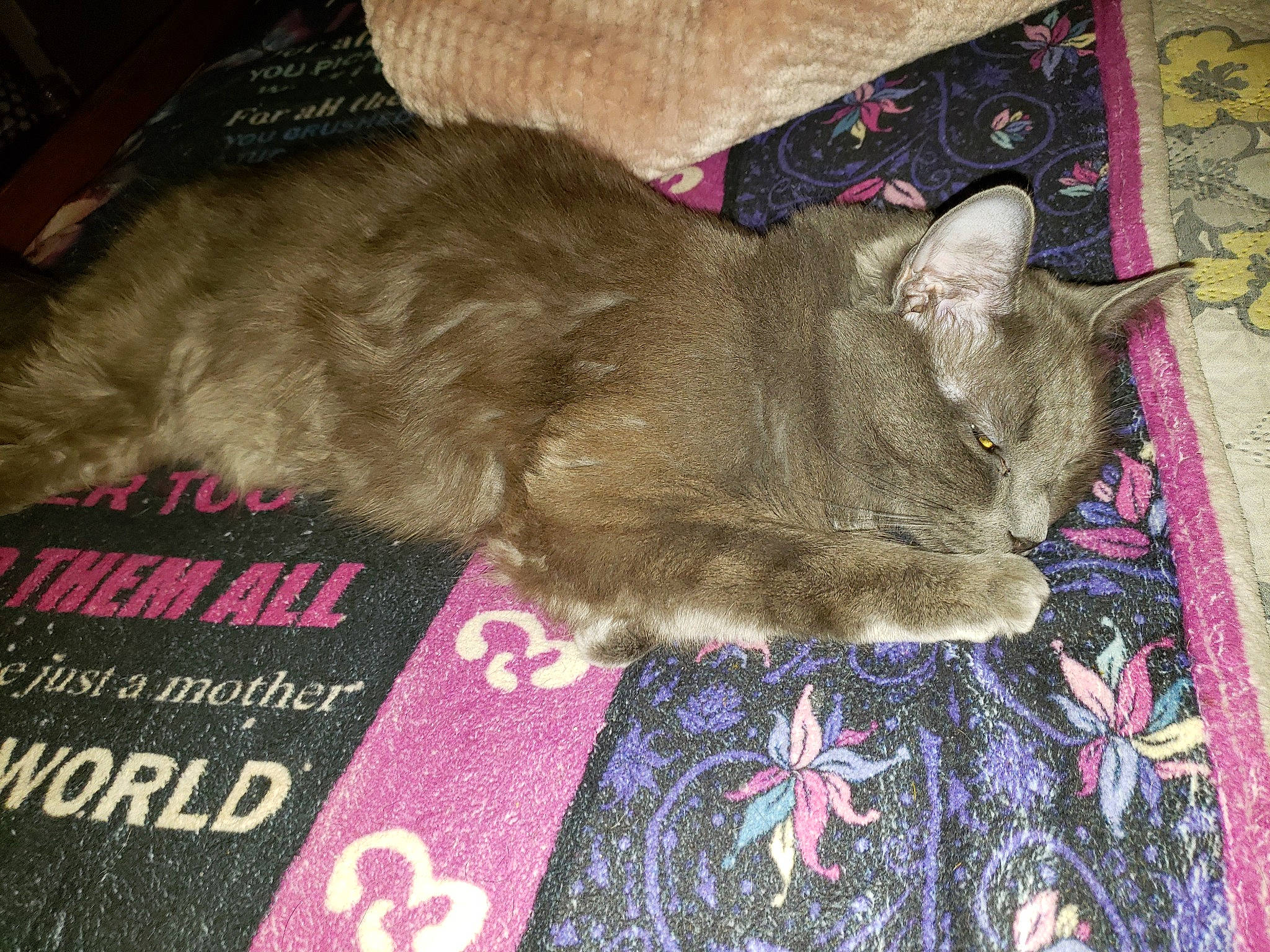 Roche is registered to the contest to win money with this photo: carnivore, carpet, cat, comfort, domestic_short_haired_cat, fawn, felidae, flooring, font, fur, grey, linens, magenta, nap, pattern, plant, small_to_medium_sized_cats, snout, tail, whiskers