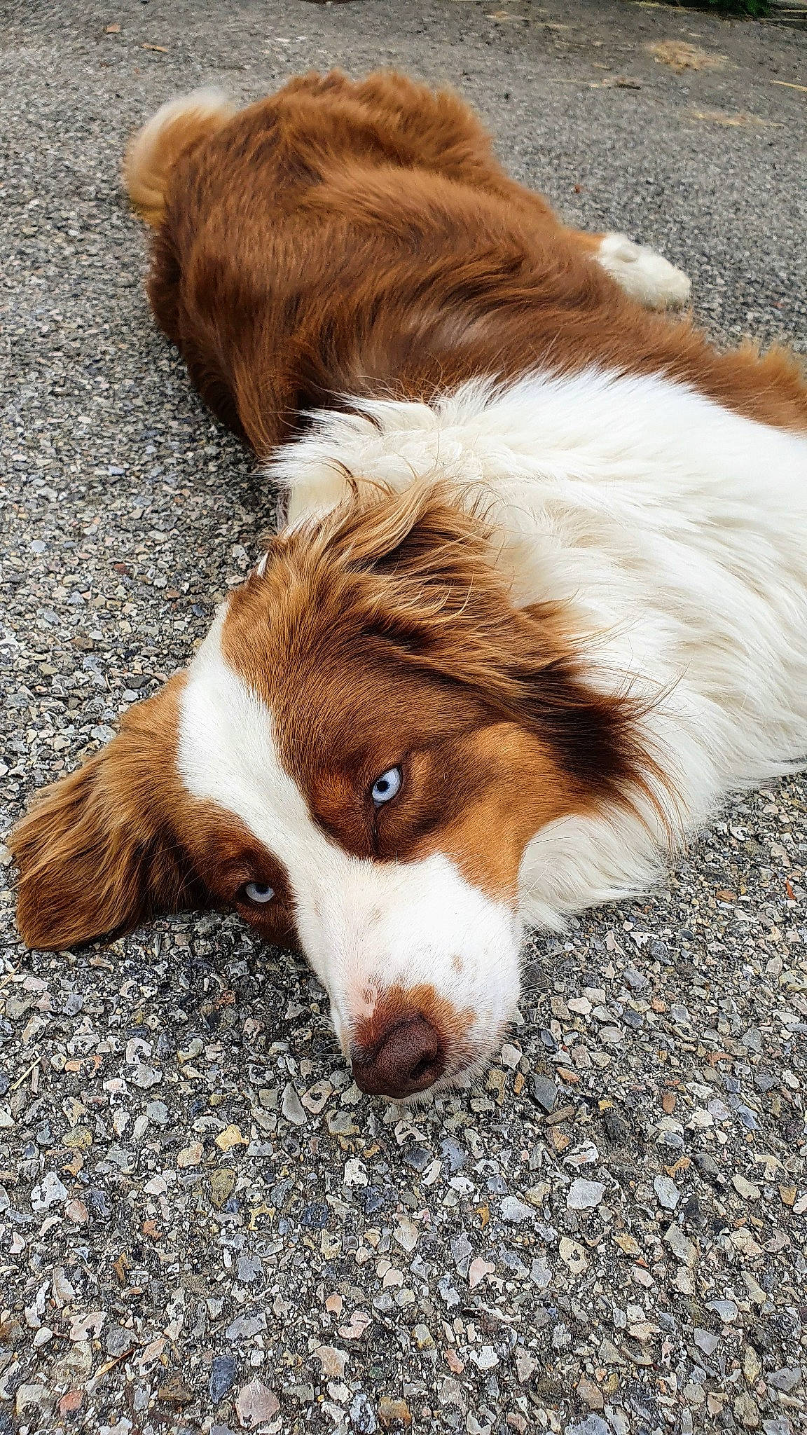 Ola a rejoint le concours — aidez-le/la à gagner de superbes lots ! australian_collie, australian_shepherd, canidae, carnivore, companion_dog, dog, dog_breed, drentse_patrijshond, fawn, kooikerhondje, mammal, rare_breed_dog, snout, spaniel, sporting_group, vertebrate, welsh_springer_spaniel