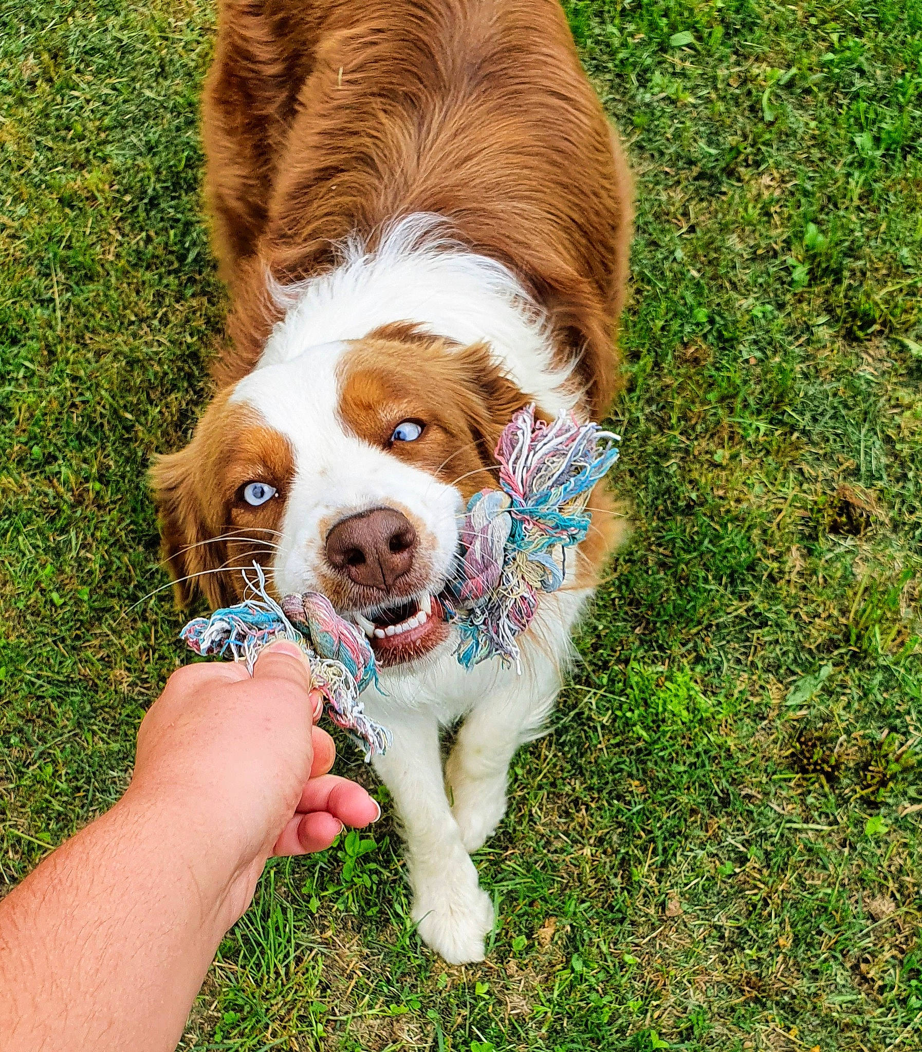 Ola a rejoint le concours — aidez-le/la à gagner de superbes lots ! canidae, carnivore, companion_dog, dog, dog_breed, grass, mammal, play, rare_breed_dog, spaniel, sporting_group, vertebrate, welsh_springer_spaniel
