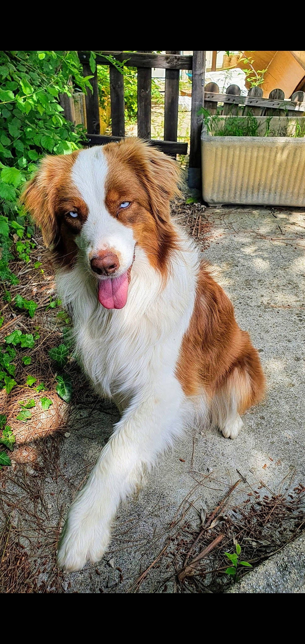Ola a rejoint le concours — aidez-le/la à gagner de superbes lots ! australian_collie, australian_shepherd, border_collie, canidae, carnivore, companion_dog, dog, dog_breed, english_shepherd, kooikerhondje, liver, mammal, miniature_australian_shepherd, rare_breed_dog, sporting_group, vertebrate, working_dog