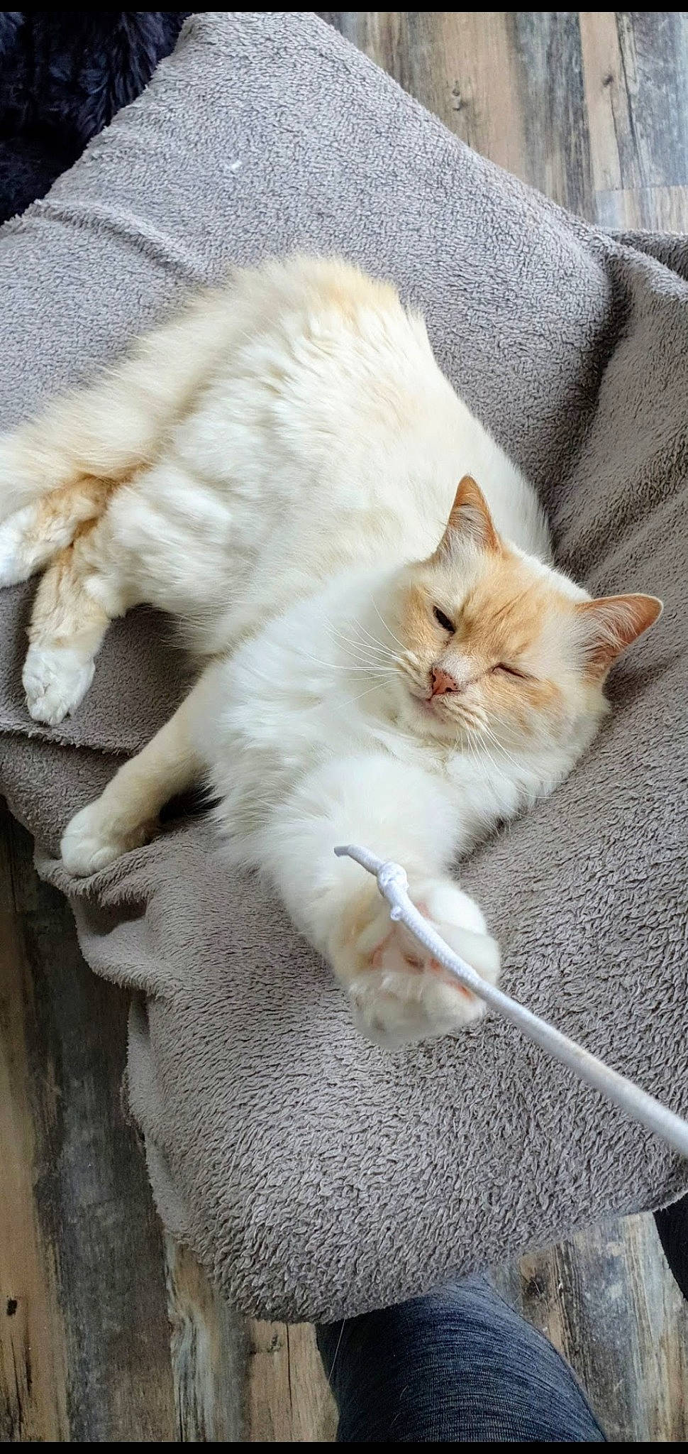 Dali participe au concours pour gagner de l'argent avec cette photo : aegean_cat, asian, burmilla, carnivore, cat, claw, colorpoint_shorthair, domestic_short_haired_cat, european_shorthair, fawn, felidae, fur, kitten, mammal, ragdoll, singapura, small_to_medium_sized_cats, turkish_angora, turkish_van, whiskers