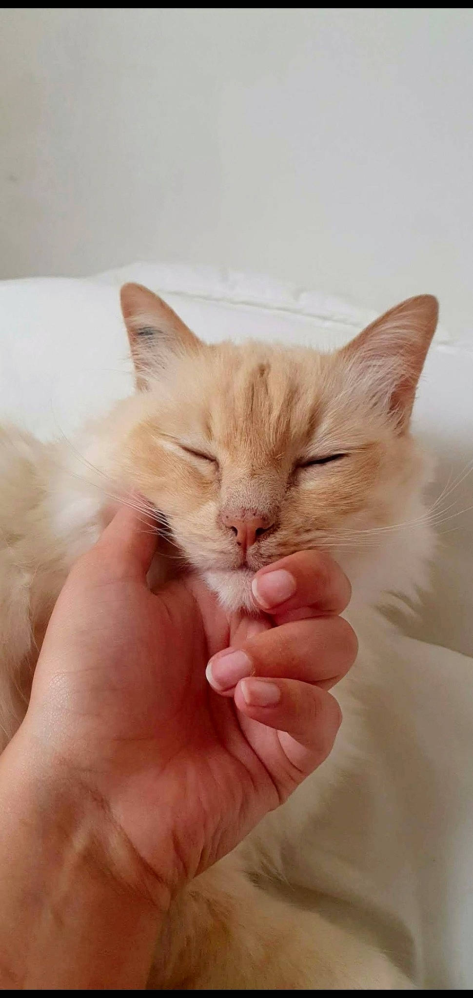 Dali participe au concours pour gagner de l'argent avec cette photo : asian, burmilla, carnivore, cat, colorpoint_shorthair, domestic_short_haired_cat, european_shorthair, fawn, felidae, fur, gesture, hand, kitten, mammal, oriental_longhair, polydactyl_cat, ragdoll, small_to_medium_sized_cats, turkish_van, whiskers