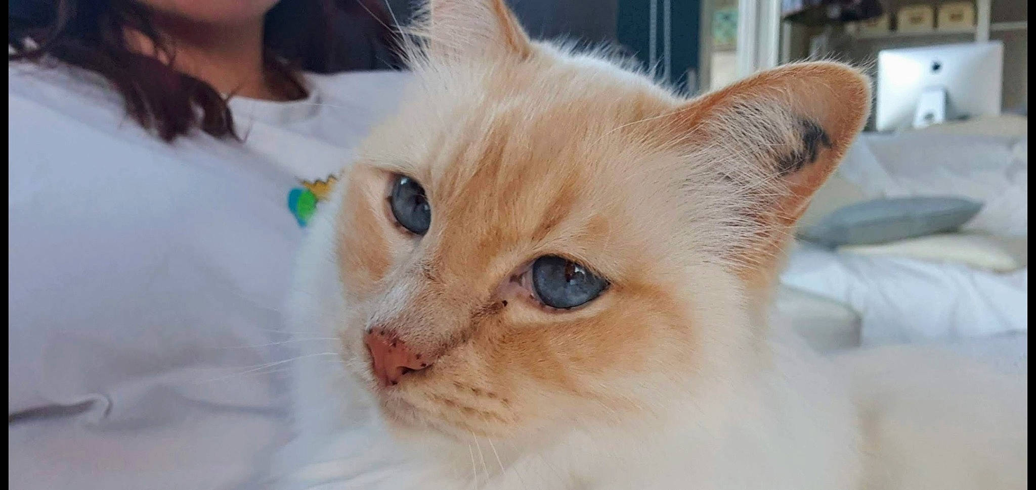 Dali a rejoint le concours — aidez-le/la à gagner de superbes lots ! asian, balinese, burmese, burmilla, carnivore, cat, colorpoint_shorthair, eye, felidae, javanese, kitten, mammal, nose, ragdoll, small_to_medium_sized_cats, snout, thai, tonkinese, vertebrate, whiskers