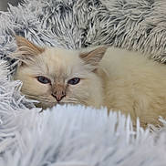 Aiko a rejoint le concours — aidez-le/la à gagner de superbes lots ! kitten, cat, fluffy, cream_color, sleepy, cozy, blanket, soft, shaggy, fur, pet, animal, cute, resting, indoor, close_up, whiskers, face, ears, nose